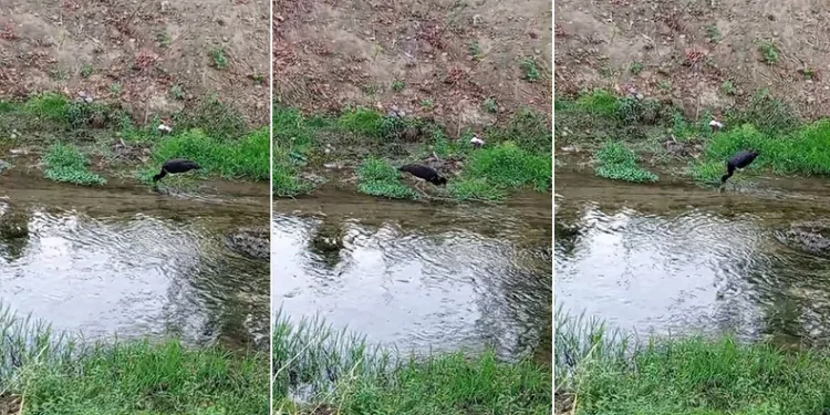 Nadir görülen kara leylek, beslenirken görüntülendi