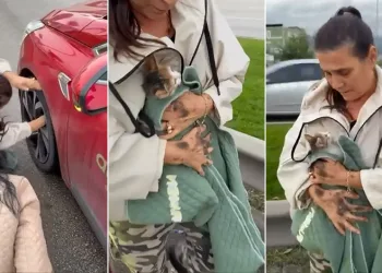 Yola atlayan kedi aracın tekerine sığındı, kurtarma anı kamerada