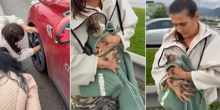 Yola atlayan kedi aracın tekerine sığındı, kurtarma anı kamerada