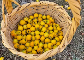 Doğada kendiliğinden yetişiyor faydaları saymakla bitmiyor