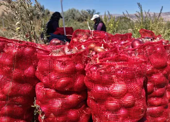 Coğrafi işaretli soğanda hasat başladı