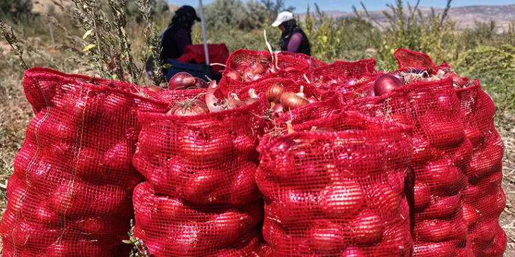 Coğrafi işaretli soğanda hasat başladı