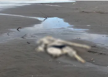 Samsun’da sahilde insan iskeleti bulundu