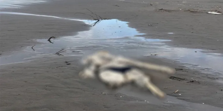 Samsun’da sahilde insan iskeleti bulundu