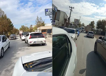 Bursa’da aç kalan domuz Mudanya sahiline indi