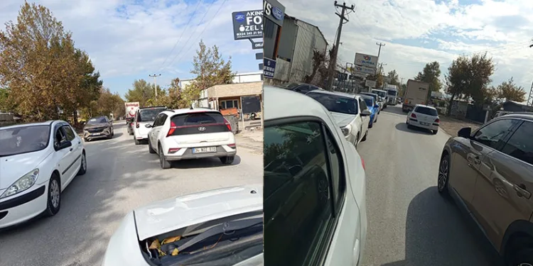 Bursa’da aç kalan domuz Mudanya sahiline indi