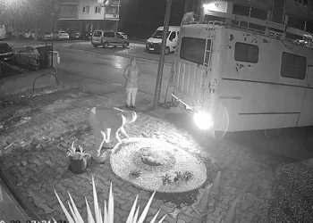 Bursa’da aç kalan domuz Mudanya sahiline indi