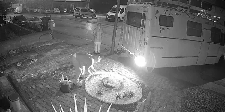 Bursa’da aç kalan domuz Mudanya sahiline indi