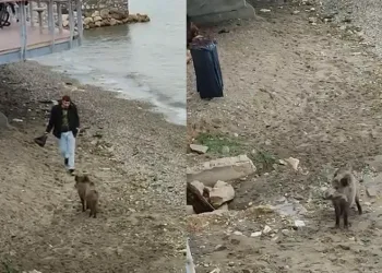 Bursa’da aç kalan domuz Mudanya sahiline indi