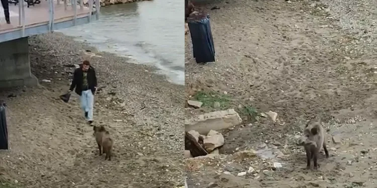 Bursa’da aç kalan domuz Mudanya sahiline indi
