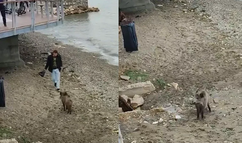 Bursa’da aç kalan domuz Mudanya sahiline indi