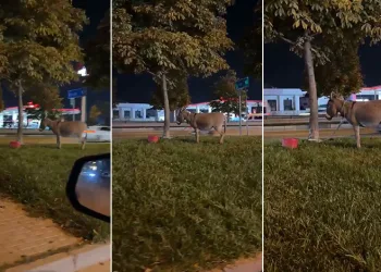 Ağaca bağlanan eşek dikkat çekti