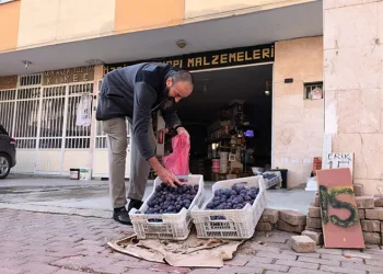 Bursalı çiftçi erikleri dalında bırakmadı, çöpe atmadı fenomen oldu