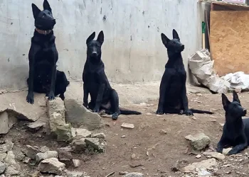 Bursa’da köpek çiftliği mahalleyi ayağa kaldırdı