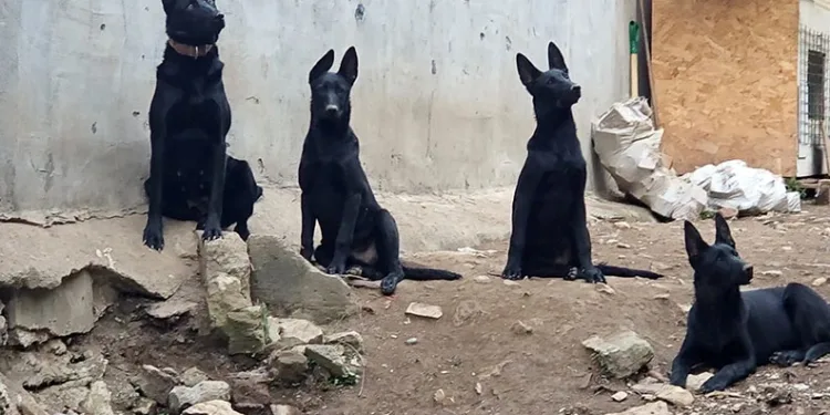 Bursa’da köpek çiftliği mahalleyi ayağa kaldırdı