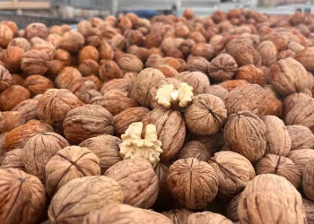 Hayrabolu’da ceviz üreticisinden 200 tonluk hasat hedefi