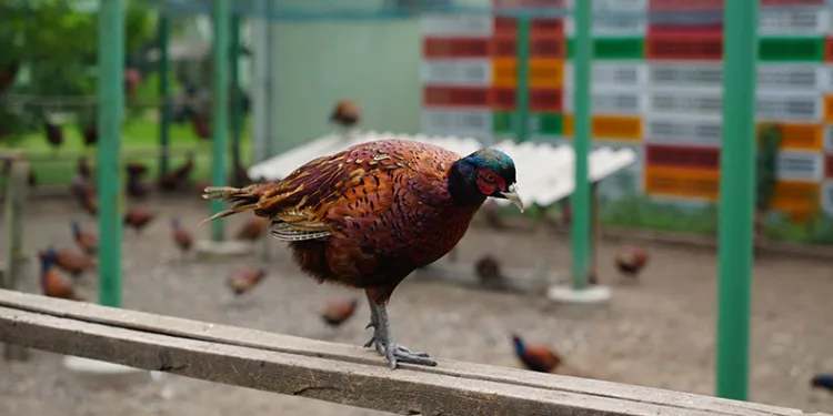 Fındığın düşmanına karşı sülünlü mücadele