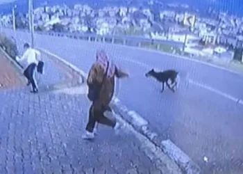 Bursa’da köpek dehşeti kamerada: Çocuk kaçarken bacağını kırdı