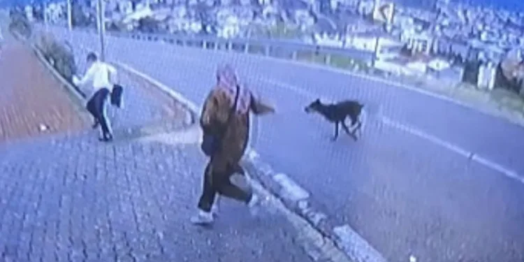 Bursa’da köpek dehşeti kamerada: Çocuk kaçarken bacağını kırdı