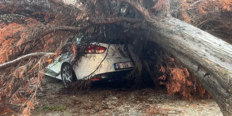 Bursa’da sağanak yağış ağacı devirdi, otomobilin üzerine düştü