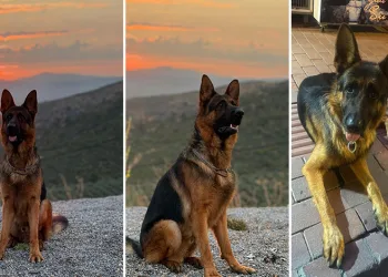3 yaşındaki Alman Kurdu kayboldu…Bulana ödül verilecek
