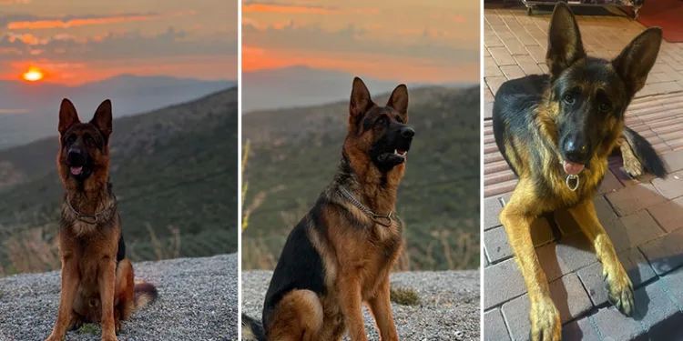3 yaşındaki Alman Kurdu kayboldu…Bulana ödül verilecek