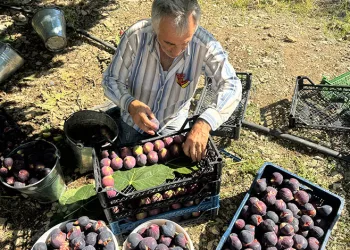 Antalya’da Bursa siyahı incirde hasat sezonu sona erdi