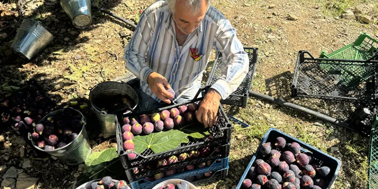 Antalya’da Bursa siyahı incirde hasat sezonu sona erdi