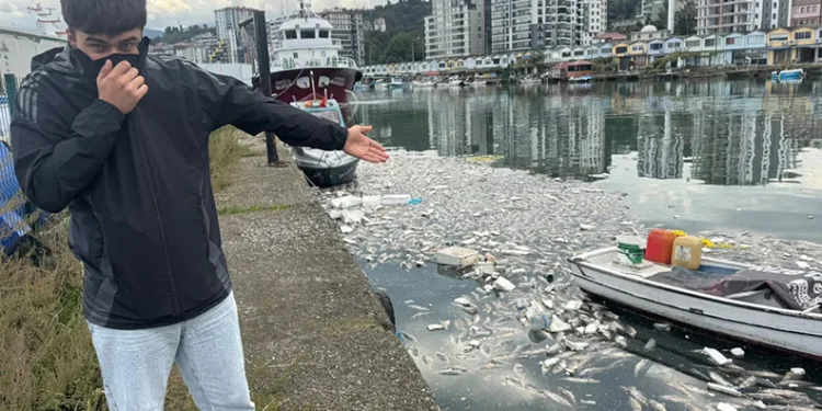 Palamut bolluğu çileye dönüştü