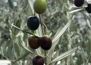 Hasat öncesi erken sıkım fiyatları belli oldu