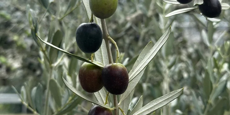 Hasat öncesi erken sıkım fiyatları belli oldu