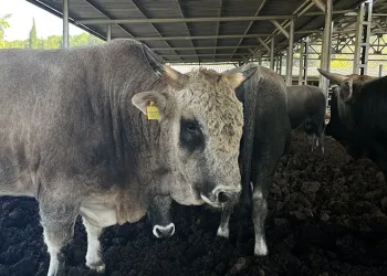 Yerli sığır hem et üretecek hem ormanları koruyacak