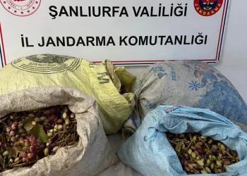 Şanlıurfa’da 4 fıstık hırsızı suçüstü yakalandı