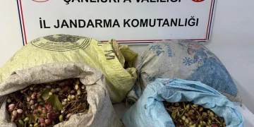 Şanlıurfa’da 4 fıstık hırsızı suçüstü yakalandı