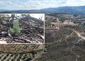 Çanakkale’de yanan ormanlar küllerinden doğuyor