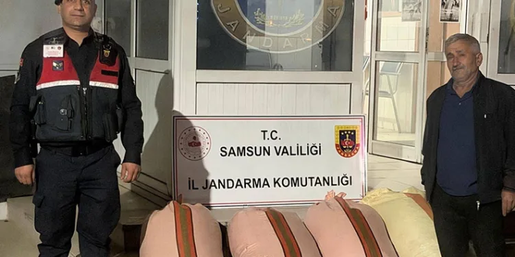 Çarşamba’da fındık dolandırıcılığı: 2 gözaltı