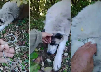 Ormanda tuzağa yakalanan köpeği arama kurtarma ekipleri kurtardı