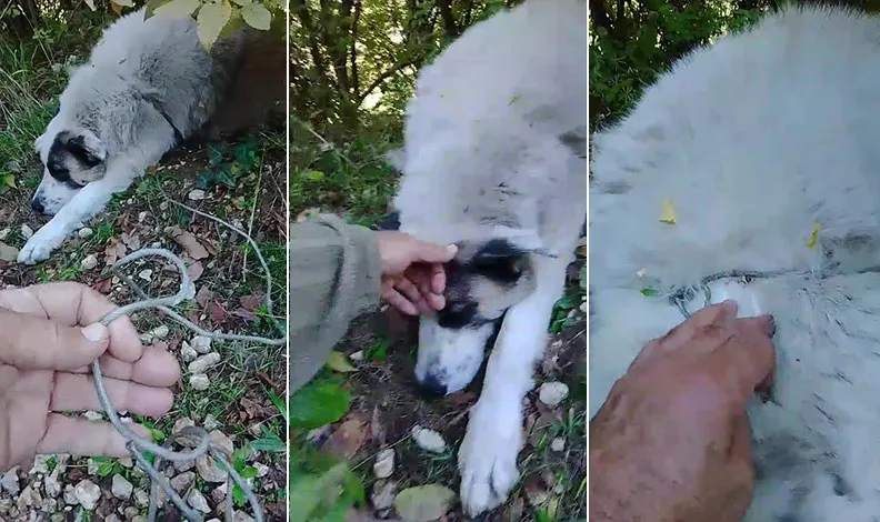 Ormanda tuzağa yakalanan köpeği arama kurtarma ekipleri kurtardı