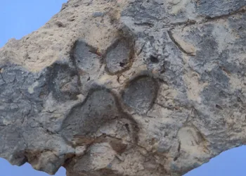Tavşanlı Höyük’te 4 bin yıllık pati izi bulundu