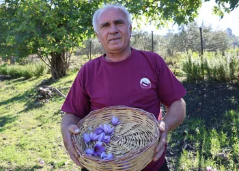 Adana’da safran hasadı başladı: Gramı 900 TL