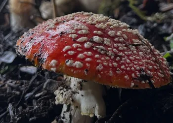 Bursa İl Sağlık Müdürlüğü’nden ‘mantar’ uyarısı
