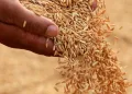 Çeltik alım fiyatları belli oldu