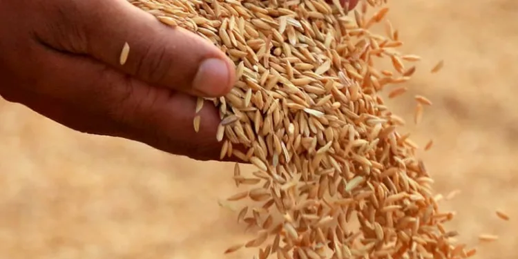 Çeltik alım fiyatları belli oldu